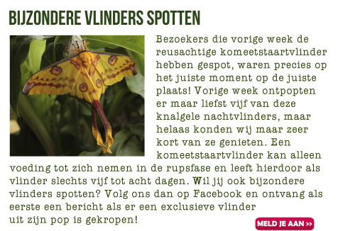 Vlinders spotten