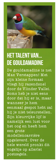 Gouldamadine