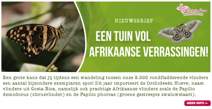 Afrikaanse vlinders