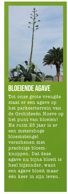 Bloeiende agave