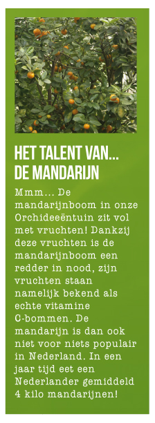 Mandarijnboom