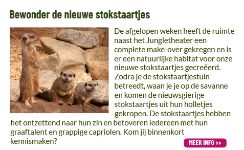 Nieuw stokstaartjes