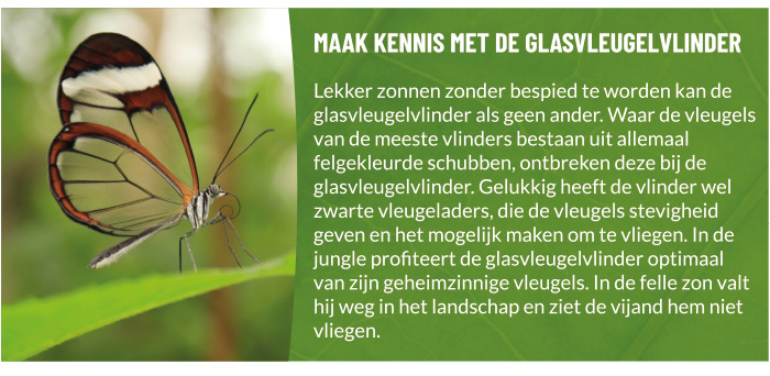 Maak kennis met de glasvleugelvlinder