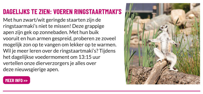 Voedermoment ringstaartmaki