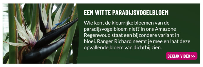 Witte paradijsvogelbloem