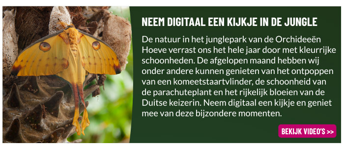 Een kijkje in de jungle