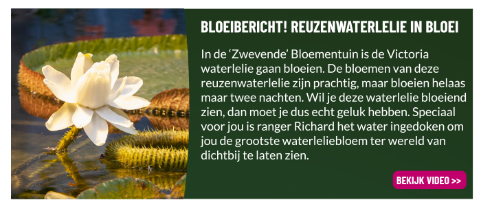 Reuzenwaterlelie in bloei