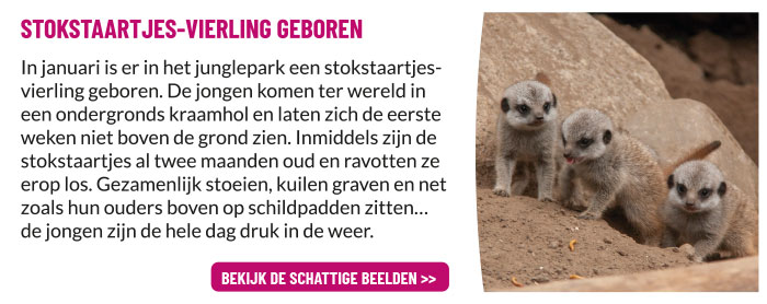 Stokstaartjes-vierling geboren