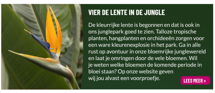 Lente in de jungle